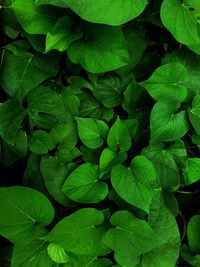 Full frame shot of green leaves