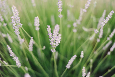 Close-up of purple flowering plants on field