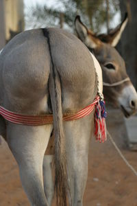 Close-up of goat