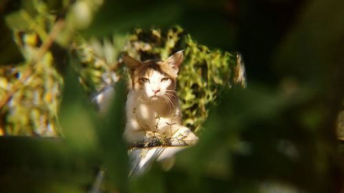 Portrait of cat on wall, captured this stray cat through leaves of a plant far from the wall 