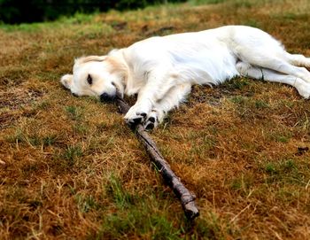 Dog lying on grass