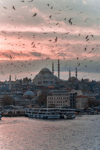 Flock of birds in city against sky during sunset