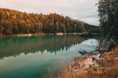 Scenic view of lake in forest against sky