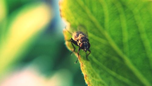 Close-up of insect on leaf