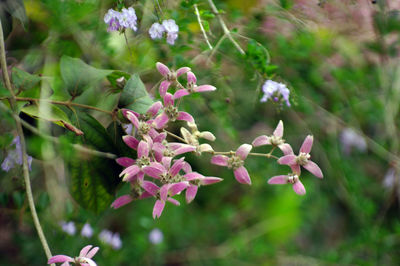 Close-up of pink flowering plant