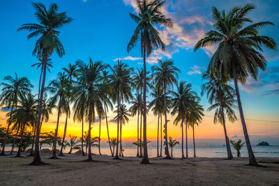 Palm trees on beach against blue sky