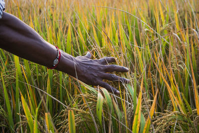 Cropped hand touching plants in farm