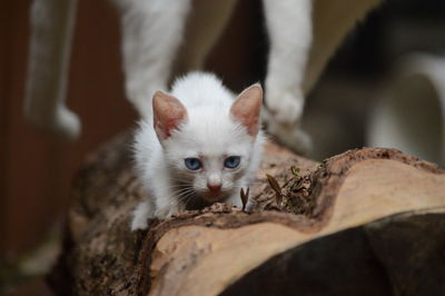 Close-up portrait of cute kitten