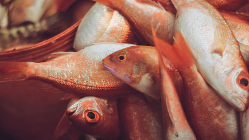 Close-up of orange fish