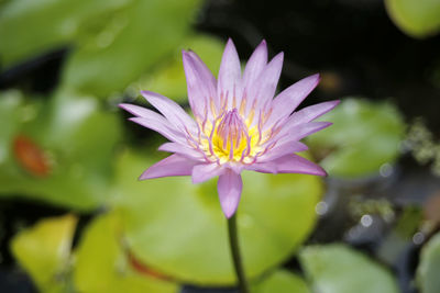 Close-up of purple water lily in pond