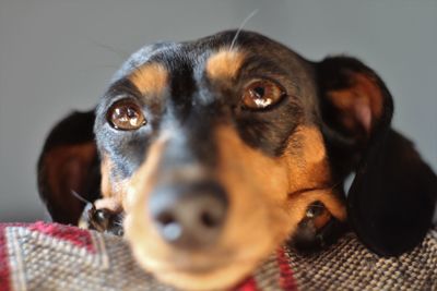 Close-up portrait of dog relaxing at home