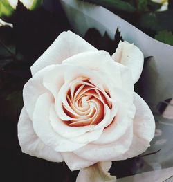 Close-up of white rose blooming outdoors