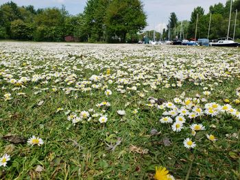 View of flowering plants on field