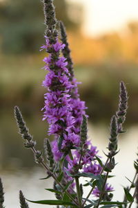 Close-up of purple flowers