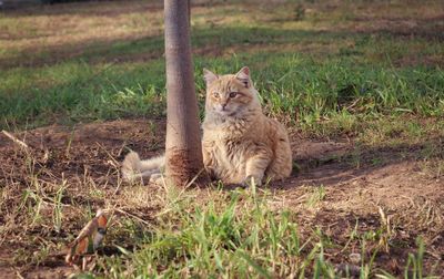 Stray cat sitting on field