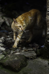Portrait of cat by stone wall