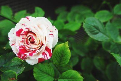 Close-up of pink rose