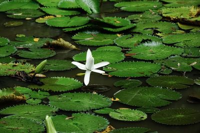 High angle view of lotus water lily in lake