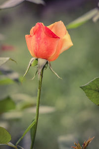 Close-up of rose bud