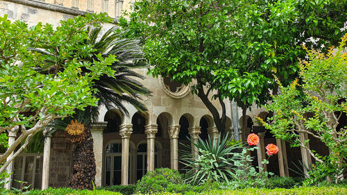 Trees and plants in park