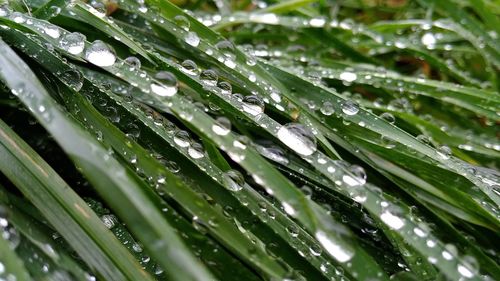 Close-up of wet leaves on rainy day