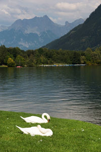 Swans on grassy lakeshore