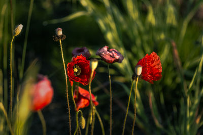 Close-up of red flowering plant