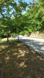 Trees in park against sky