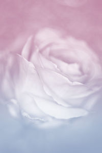 Close-up of white rose