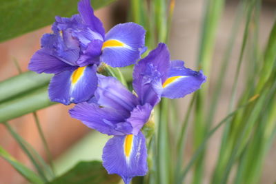 Close-up of purple flowers