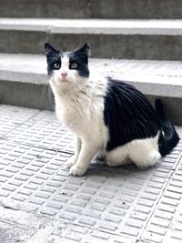 Portrait of cat sitting outdoors