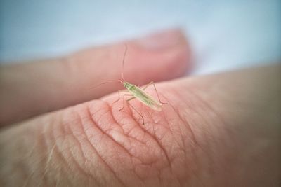 Close-up of insect on hand