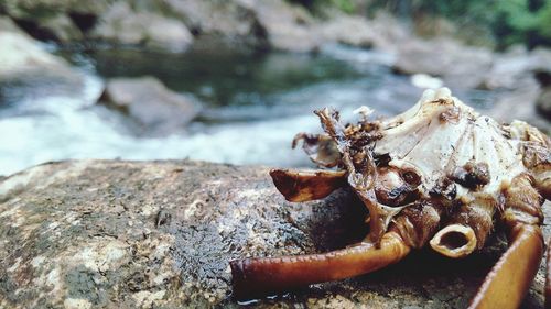 Close-up of crab