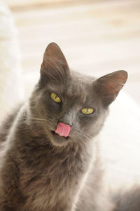 Close-up portrait of cat sticking out tongue