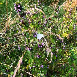 View of bird perching on purple flowering plant