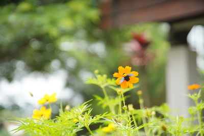 Close-up of yellow flowering plant on field