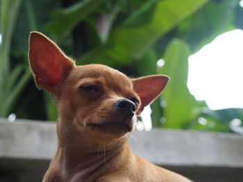 Close-up of a dog looking away