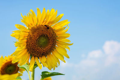 Close-up of honey bee on sunflower against sky