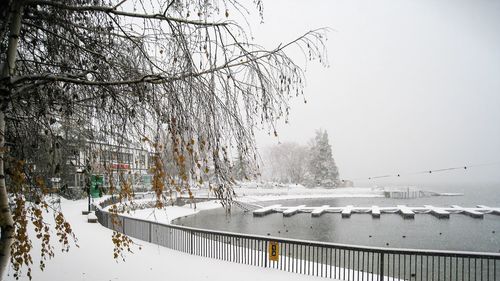 Snow covered plants by railing against sky