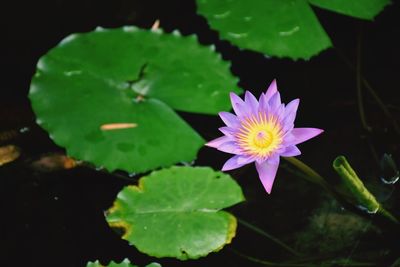 High angle view of purple water lily blooming outdoors