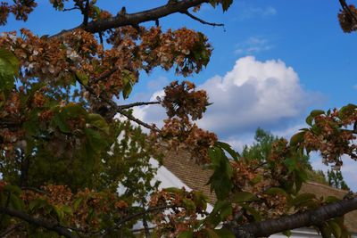 Low angle view of flower tree against sky