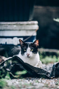 Portrait of cat relaxing outdoors