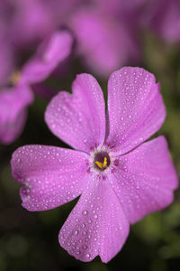 Close-up of pink flower