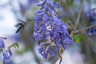 Close-up of insect on purple flowering plant