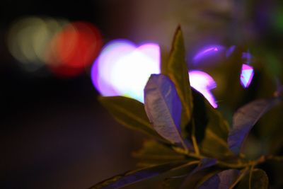 Close-up of illuminated flower against blurred background