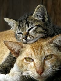 Close-up portrait of cats