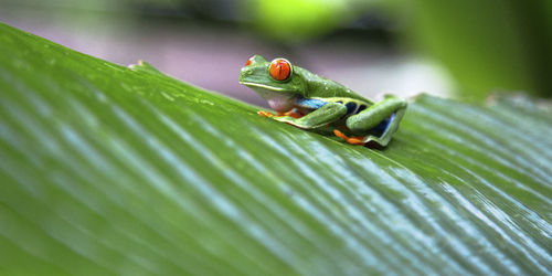 Close-up of grasshopper on leaf