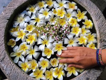 High angle view of hand holding yellow flowers in stone container