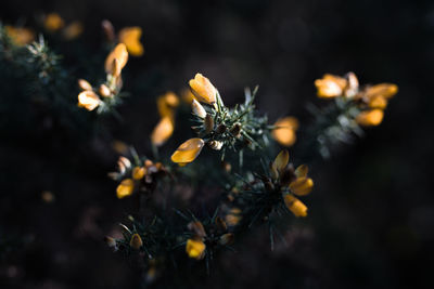 Close-up of flowers against blurred background