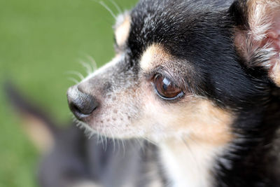 Close-up of dog looking away